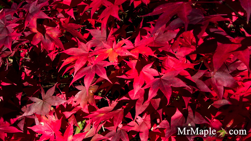 Buy Fireglow Japanese Maples